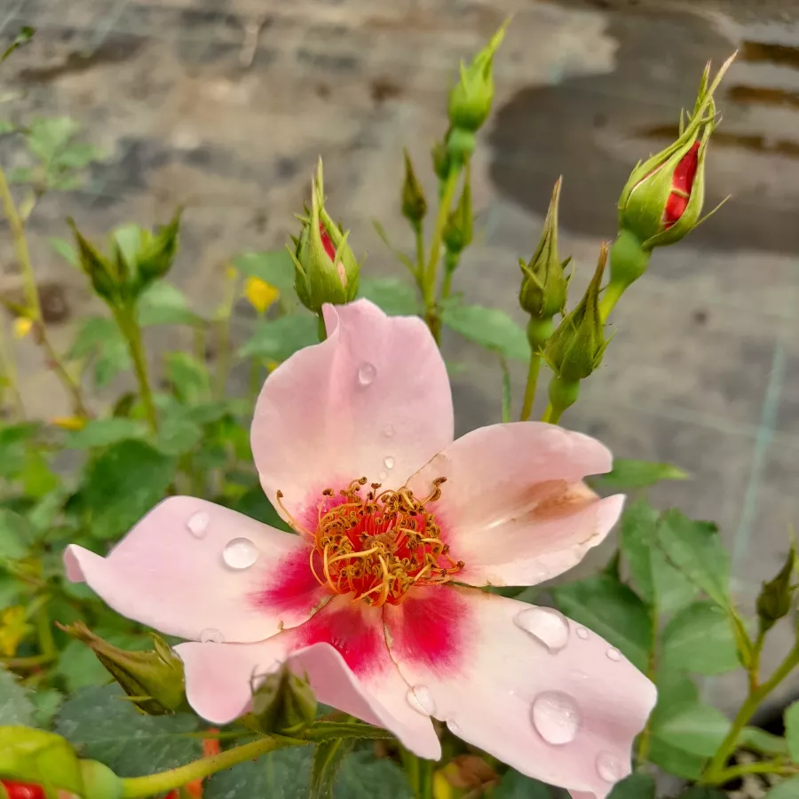 Szimpla virágú - magastörzsű rózsafa - Rózsa - For Your Eyes Only - Kertészeti webáruház