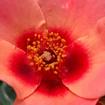 Rosa For Your Eyes Only - rosa de fragancia discreta - Árbol de Rosas Flor Simple - rosal de pie alto - rosa - Christopher H. Warner- forma de corona tupida - Rosal de árbol con una multitud de flores planas de pocos pétalos.
