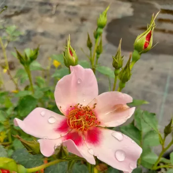 Rosa For Your Eyes Only - roze - stamrozen - Stamroos - Eenvoudige bloemen