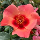 Rózsaszín - diszkrét illatú rózsa - gyümölcsös aromájú - Online rózsa vásárlás - Rosa For Your Eyes Only - virágágyi floribunda rózsa