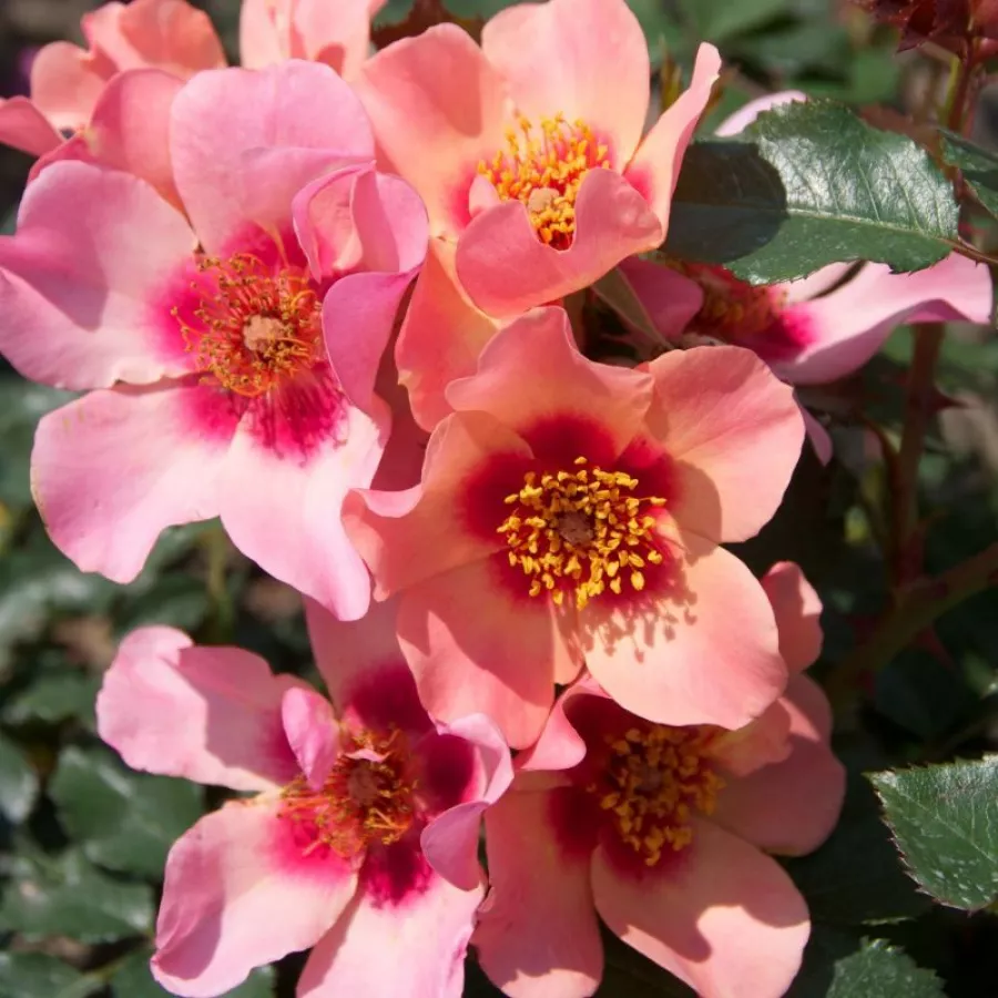 Róże rabatowe grandiflora - floribunda - Róża - For Your Eyes Only - róże sklep internetowy