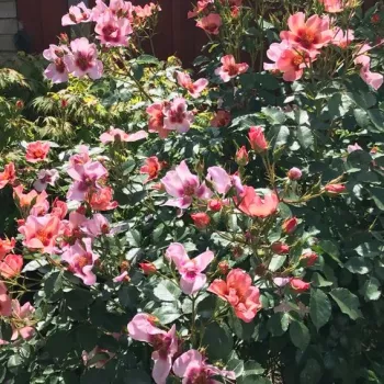 Lazacrózsaszín - sötét szirombelső - virágágyi floribunda rózsa - diszkrét illatú rózsa - gyümölcsös aromájú
