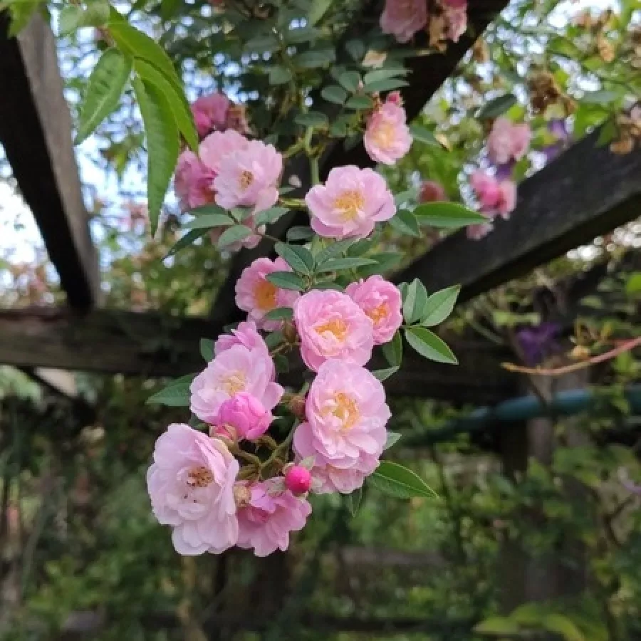 Roz - Trandafiri - Little Rambler - Trandafiri online