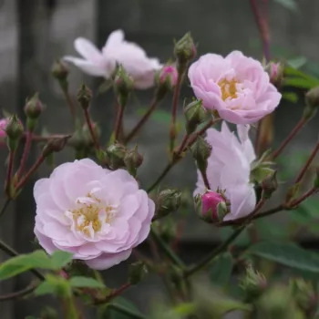 Rosa Little Rambler - ružová - climber, popínavá ruža