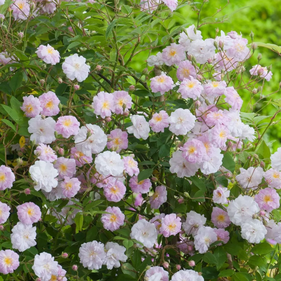 CHEWramb - Rosa - Little Rambler - Produzione e vendita on line di rose da giardino