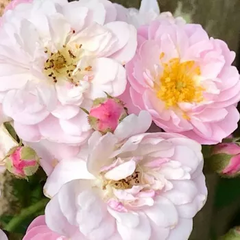 Vente de rosiers en ligne - Rosiers lianes (Climber, Kletter) - rose - parfum intense - Little Rambler - (150-245 cm)