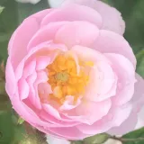 Rózsaszín - intenzív illatú rózsa - tea aromájú - Online rózsa vásárlás - Rosa Little Rambler - climber, futó rózsa