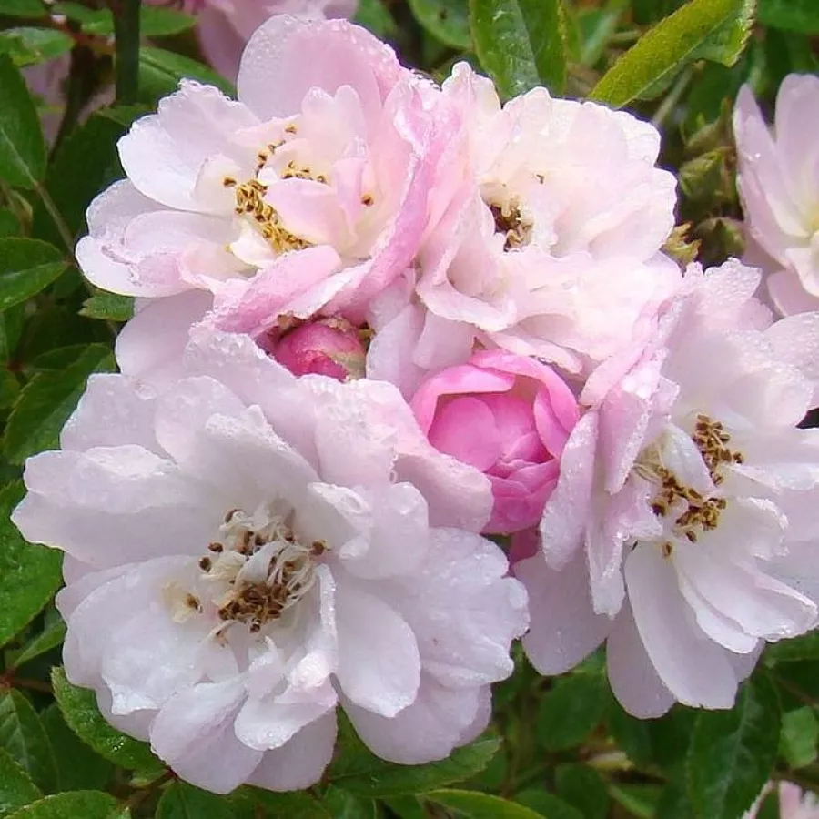 Trandafiri climber - Trandafiri - Little Rambler - comanda trandafiri online