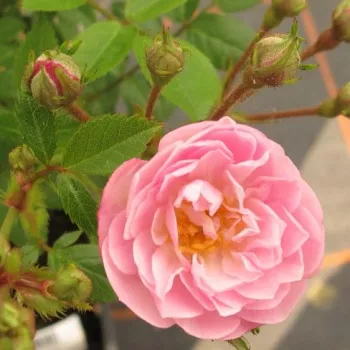 Rosa Little Rambler - rózsaszín - climber, futó rózsa