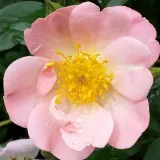 Rózsaszín - climber, futó rózsa - Online rózsa vásárlás - Rosa Open Arms - intenzív illatú rózsa - gyöngyvirág aromájú