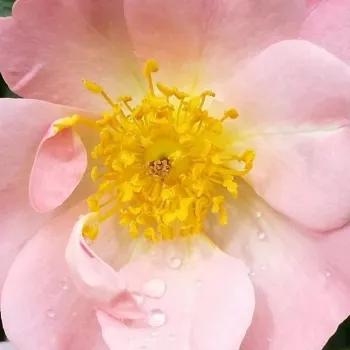Rózsák webáruháza. - rózsaszín - climber, futó rózsa - Open Arms - intenzív illatú rózsa - gyöngyvirág aromájú - (150-245 cm)