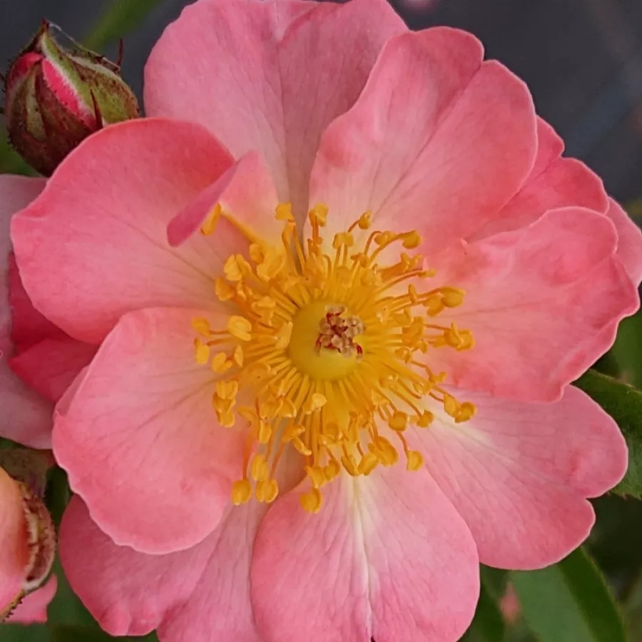 Rose Climber - Rosa - Open Arms - Produzione e vendita on line di rose da giardino
