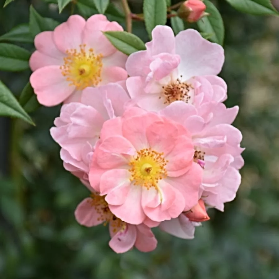 Rosa - Rosa - Open Arms - Produzione e vendita on line di rose da giardino