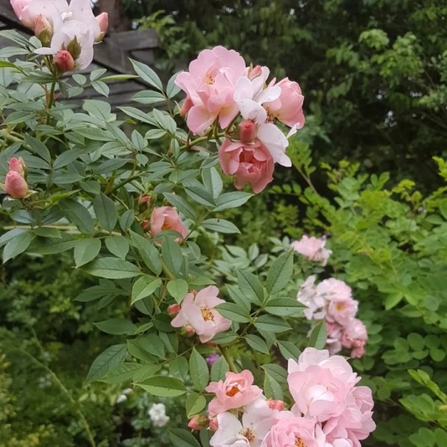 Rosa intensamente profumata - Rosa - Open Arms - Produzione e vendita on line di rose da giardino