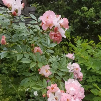Rosa Open Arms - rózsaszín - climber, futó rózsa