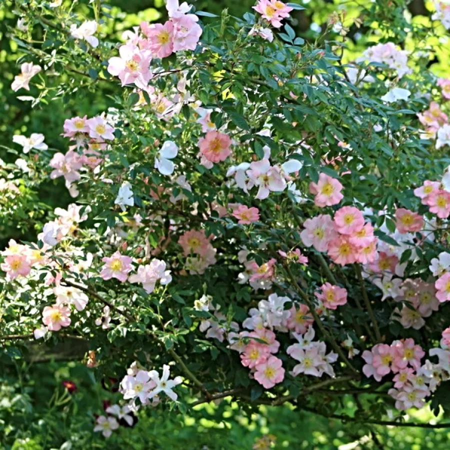 CHEWpixcel - Rosa - Open Arms - Produzione e vendita on line di rose da giardino