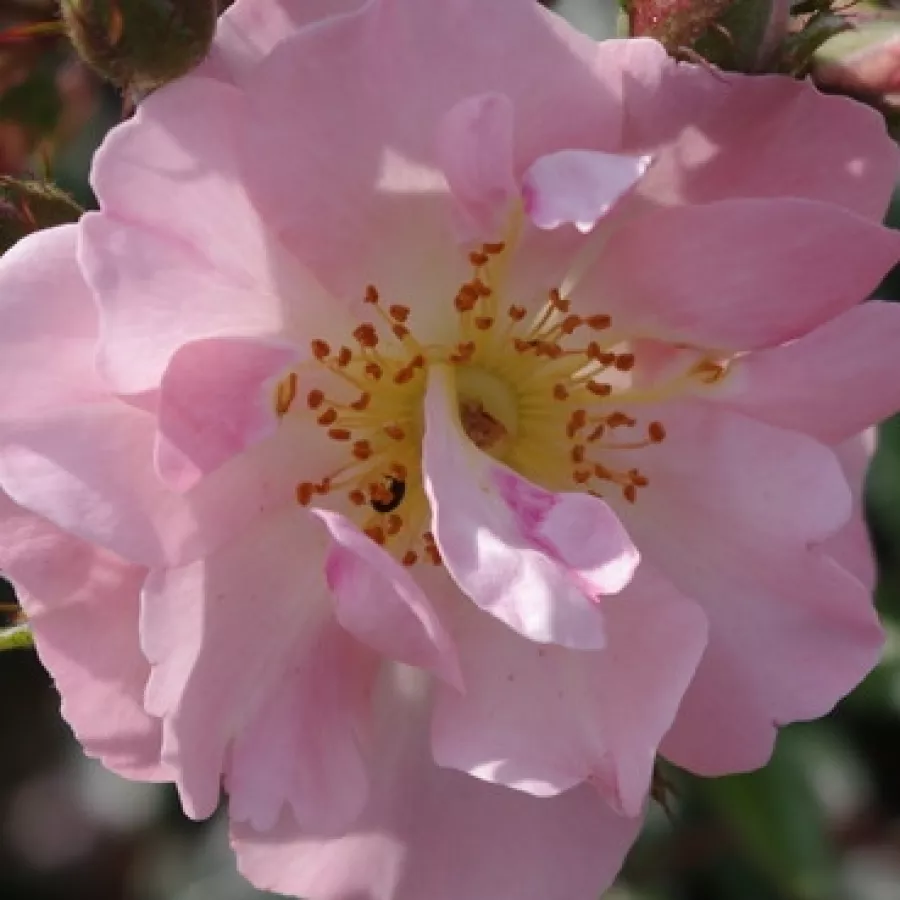 Miniature, Climber - Rosa - Open Arms - Comprar rosales online