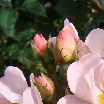 Rosa Open Arms - roz - trandafiri pomisor - Trandafir copac cu trunchi înalt – cu flori mărunți