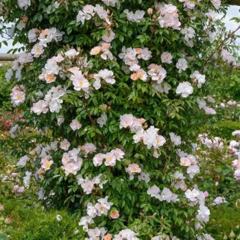 Világos rózsaszín - magastörzsű rózsa - apróvirágú