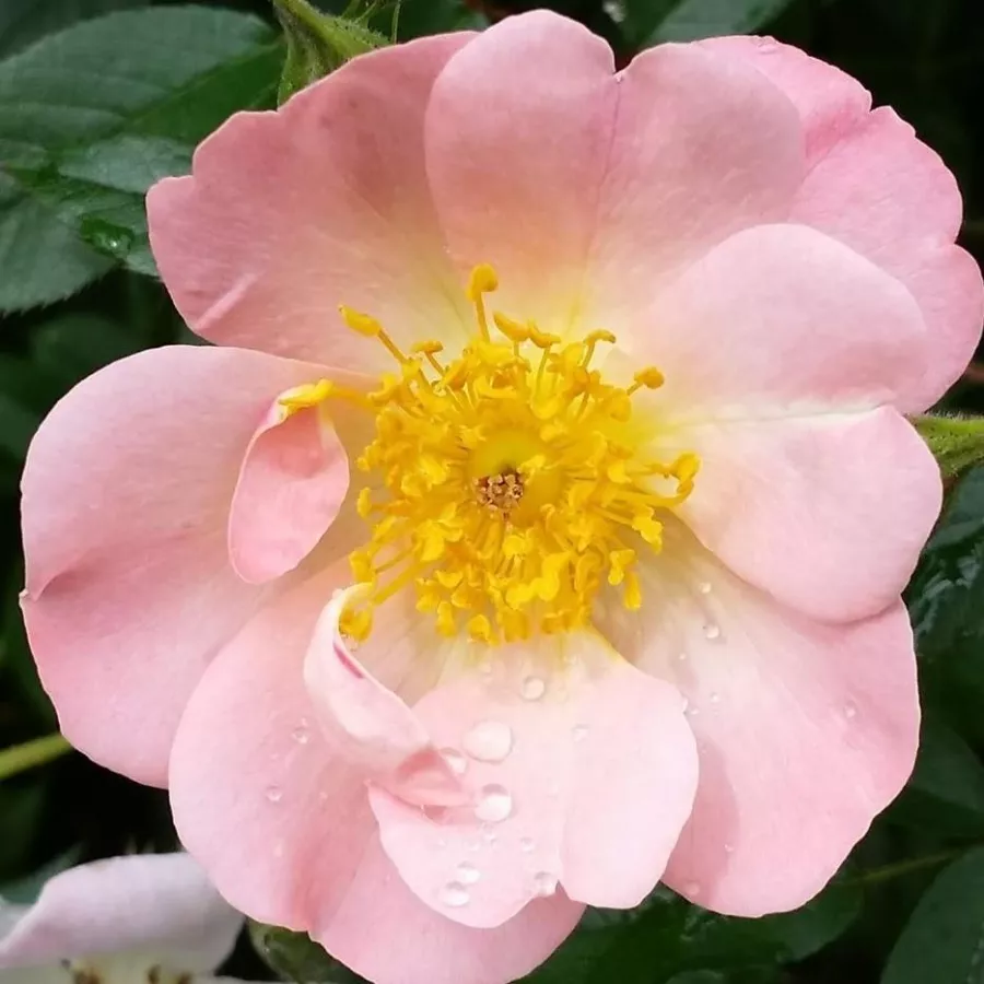Trandafir cu parfum intens - Trandafiri - Open Arms - comanda trandafiri online
