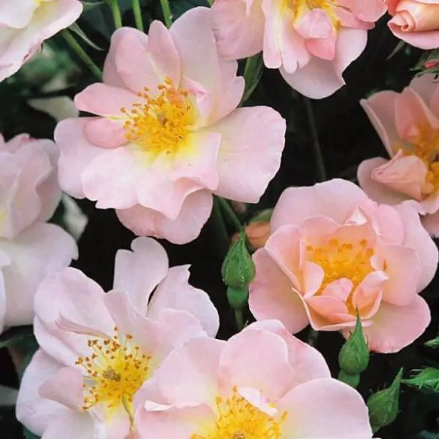 Trandafiri climber - Trandafiri - Open Arms - comanda trandafiri online