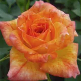 Narancssárga - törpe - mini rózsa - Online rózsa vásárlás - Rosa Baby Darling™ - intenzív illatú rózsa - savanyú aromájú