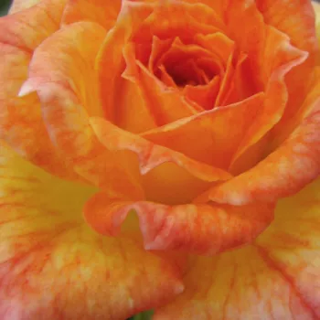 Rózsák webáruháza. - narancssárga - törpe - mini rózsa - Baby Darling™ - intenzív illatú rózsa - savanyú aromájú - (20-40 cm)