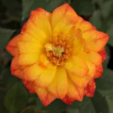 Trpasličia, mini ruža - oranžový - intenzívna vôňa ruží - kyslá aróma - Rosa Baby Darling™ - Ruže - online - koupit