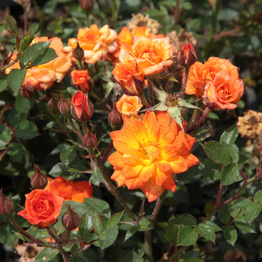 Oranžna - Roza - Baby Darling™ - Na spletni nakup vrtnice