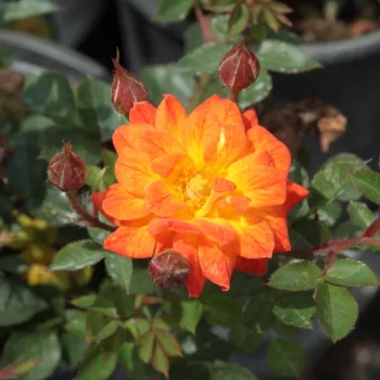 Rosa Baby Darling™ - pomarańczowy - róże miniaturowe