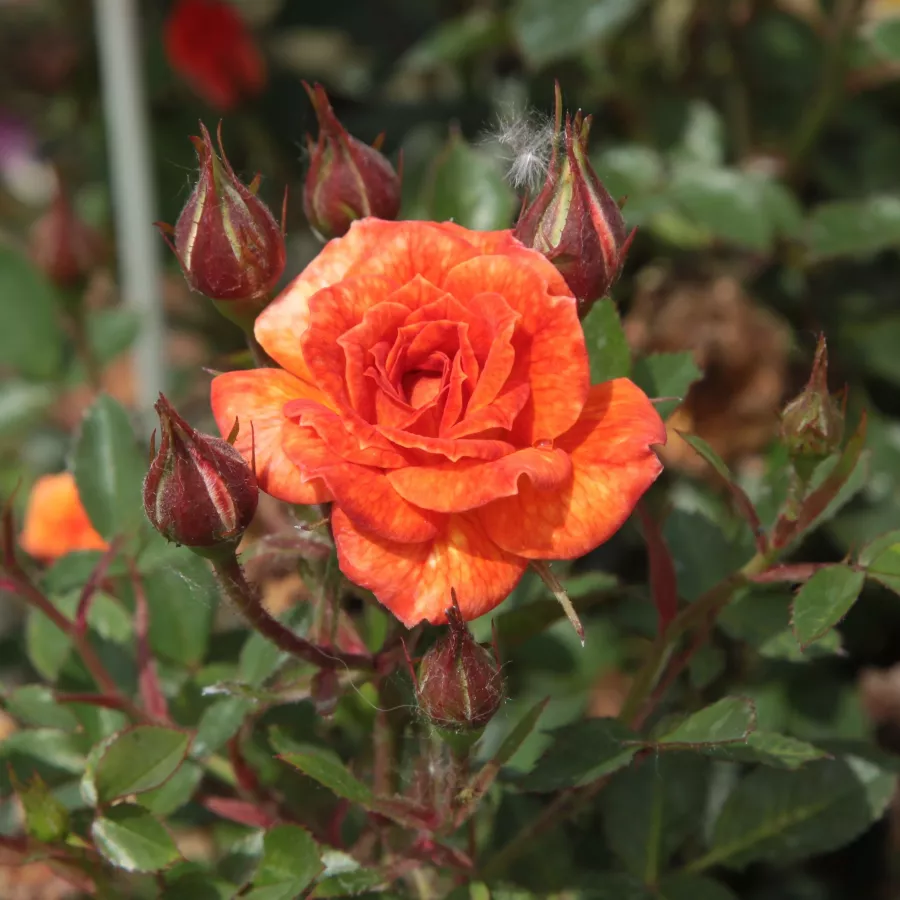 Apróvirágú - magastörzsű rózsafa - Rózsa - Baby Darling™ - Kertészeti webáruház