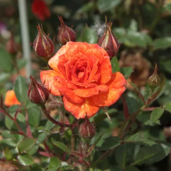 Rosa Baby Darling™ - portocale - trandafiri pomisor - Trandafir copac cu trunchi înalt – cu flori mărunți