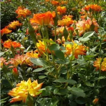 Tonuri de portocaliu și galben - trandafiri pomisor - Trandafir copac cu trunchi înalt – cu flori mărunți