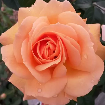 SCENT FROM HEAVEN – narancssárga futó rózsa (climber) - Warner
