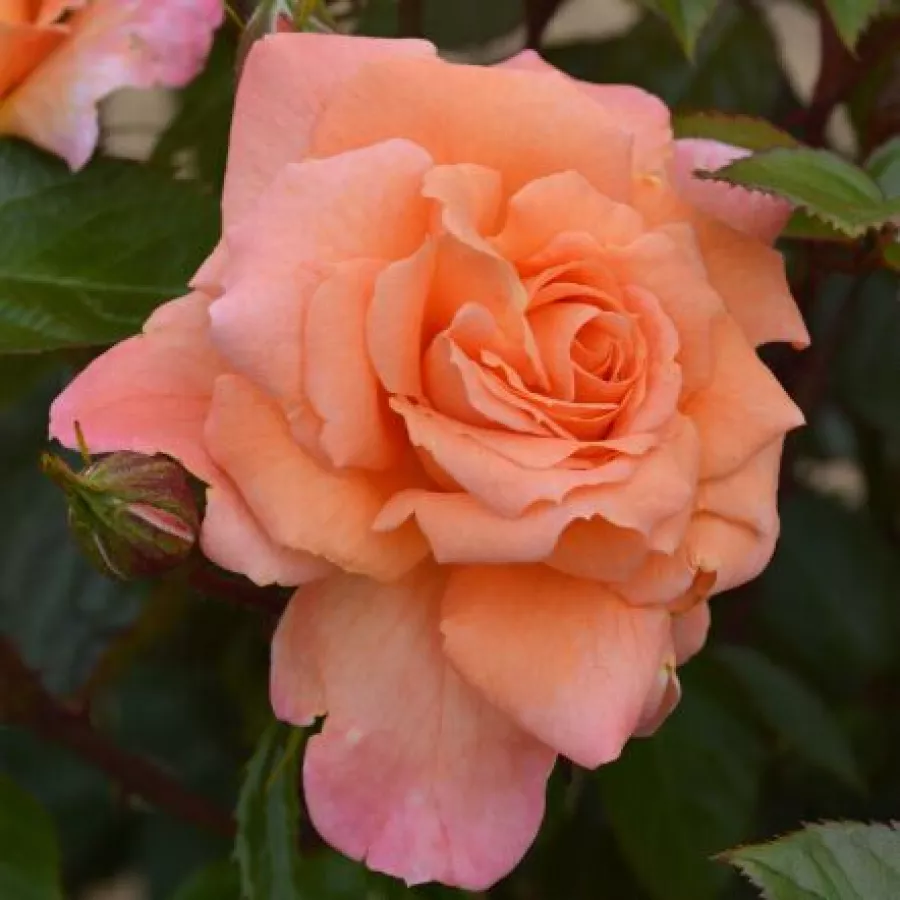 Naranja - Rosa - Scent From Heaven - comprar rosales online