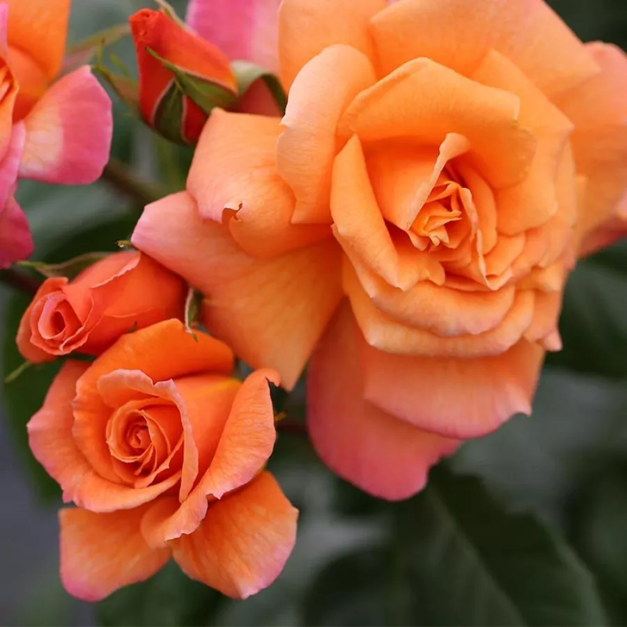 Climber, róża pnąca - Róża - Scent From Heaven - róże sklep internetowy