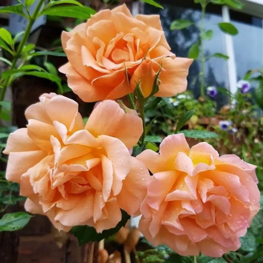 RUŽA PENJAČICA I PUZAVICA - Ruža - Scent From Heaven - naručivanje i isporuka ruža