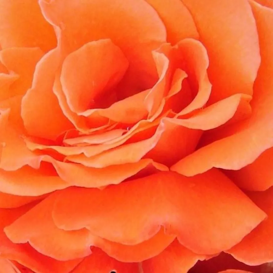 Christopher H. Warner - Róża - Scent From Heaven - sadzonki róż sklep internetowy - online