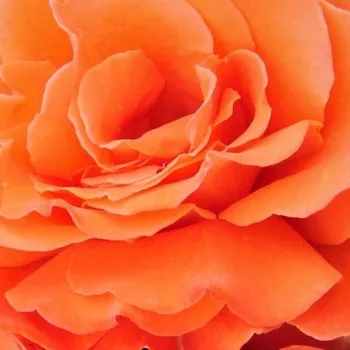 Online rózsa vásárlás -  - narancssárga - climber, futó rózsa - intenzív illatú rózsa - Scent From Heaven - (630-650 cm)