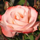 Fehér - piros - virágágyi floribunda rózsa - Online rózsa vásárlás - Rosa Auf die Freundschaft ® - diszkrét illatú rózsa - gyöngyvirág aromájú