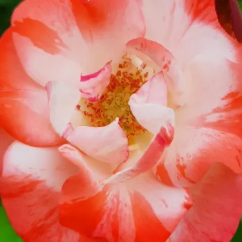 Rózsák webáruháza. - fehér - piros - virágágyi floribunda rózsa - Auf die Freundschaft ® - diszkrét illatú rózsa - gyöngyvirág aromájú - (120-130 cm)