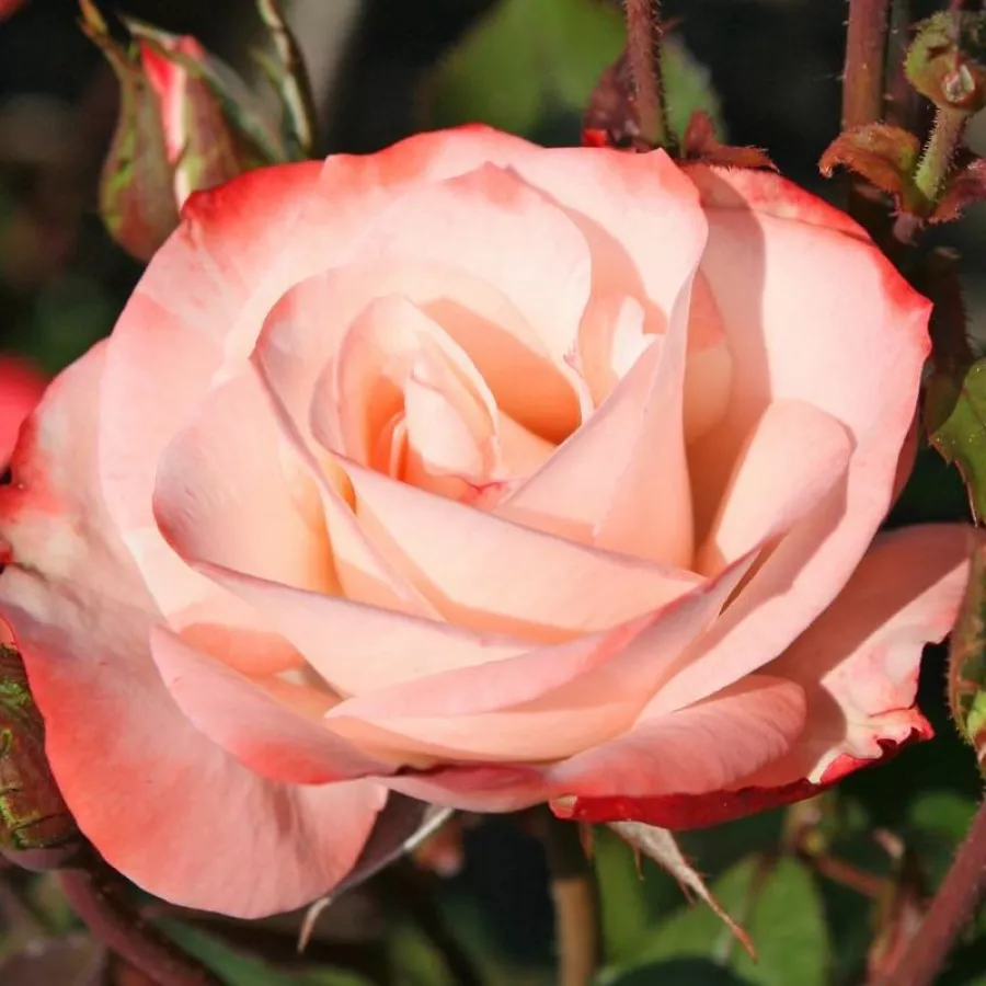 Vrtnice Floribunda - Roza - Auf die Freundschaft ® - Na spletni nakup vrtnice