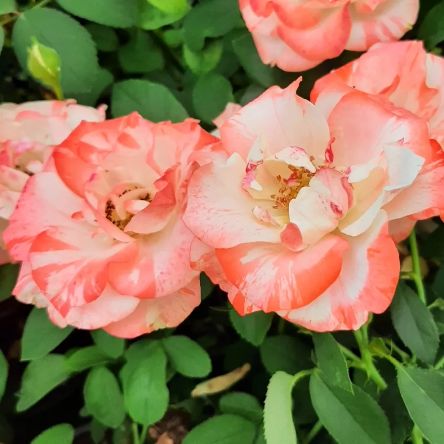 Bianco rosso - Rosa - Auf die Freundschaft ® - Produzione e vendita on line di rose da giardino