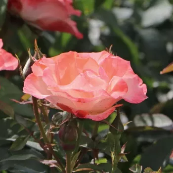 Rosa Auf die Freundschaft ® - biało - czerwony - róża pienna - Róże pienne - z kwiatami bukietowymi