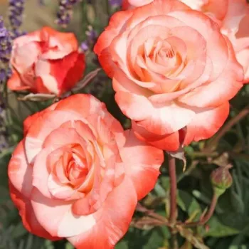 Fehér - piros sziromszél - virágágyi floribunda rózsa - diszkrét illatú rózsa - gyöngyvirág aromájú