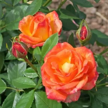 Narancssárga - rózsaszín sziromszél - virágágyi floribunda rózsa - diszkrét illatú rózsa - szegfűszeg aromájú