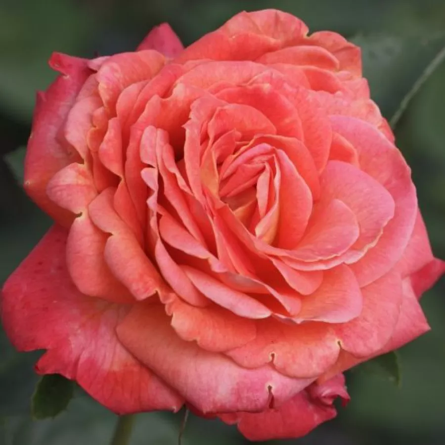Oranžna - roza - Roza - Feurio ® - Na spletni nakup vrtnice