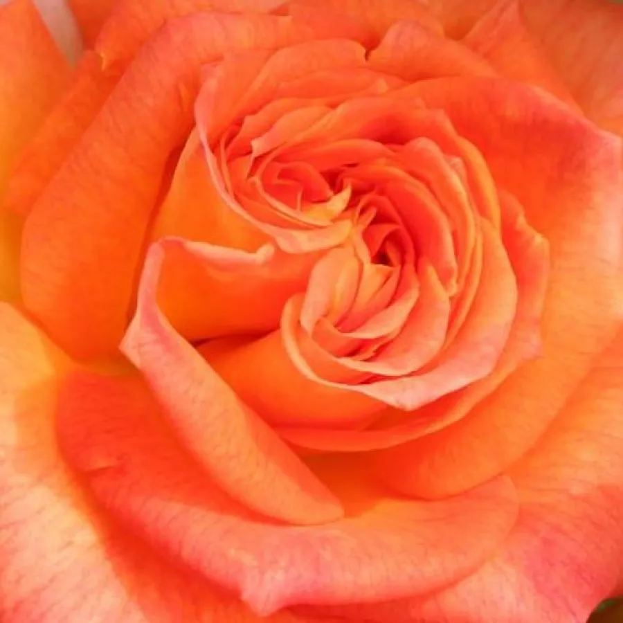 Floribunda - Rosa - Feurio ® - Comprar rosales online