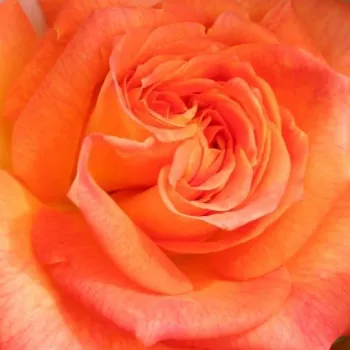 Róże krzewy, sadzonki - róże rabatowe grandiflora - floribunda - pomarańczowy - różowy - róża z dyskretnym zapachem - Feurio ® - (120-130 cm)