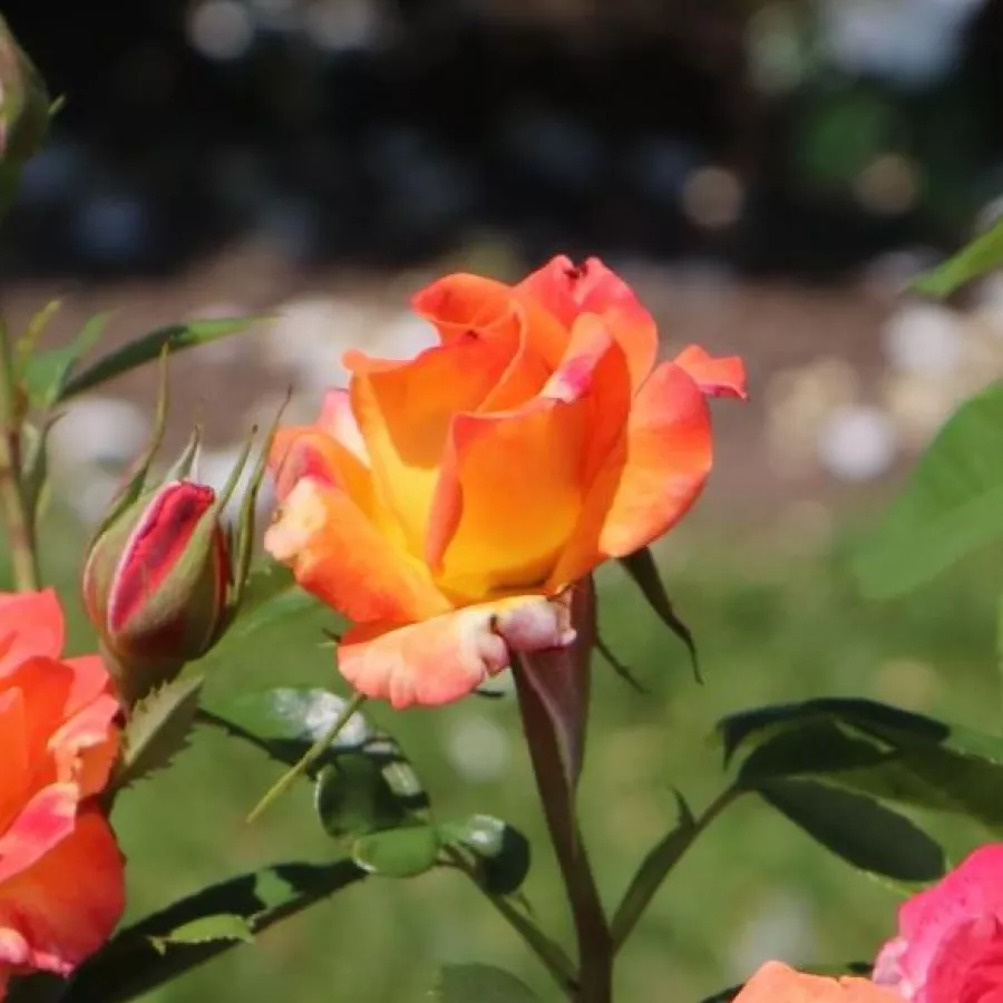 Róża pienna - Róże pienne - z kwiatami bukietowymi - Róża - Feurio ® - 